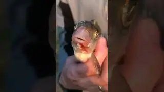 🐟  отпусти меня♡!