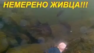 Здесь немерено живца!!!