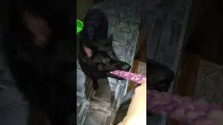 Cute dog!🐶👍👍👍
