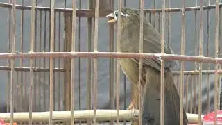 Họa Mi Xuất sắc toàn diện