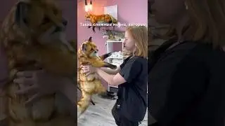 Теперь у всех игрушек есть необычные имена 😁
