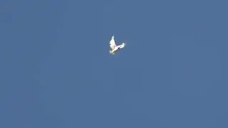 СВГ Голуби мороз восток в балку