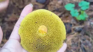 Let’s Go For Mushrooms Hunting | Season Of Wild Mushroom #youtube #youtubevideo