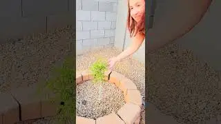 Sa may malunggay na kami