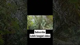Mikat burung semua jenis burung