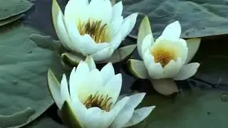 Кувшинка белая