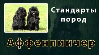 Стандарты пород  Аффенпинчер