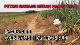 petani bawang merah anti rugi