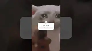 Dog or cat? #cat #dog