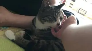 My New Cuddle Cat(Give Him a New Name)