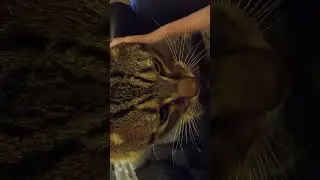 The Camera May Be Wrong, But The Cat Kept Sucking