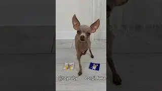 у кого пушистей п*пка? #рубина #симба #чапитосики #локибобо #коргилуна #ютуб