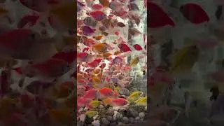 Colorful Fish
