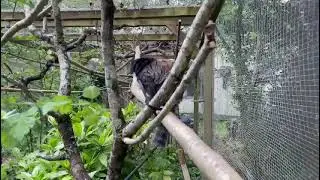 Lost Marmoset Marcel is Settling into Home at Monkey World