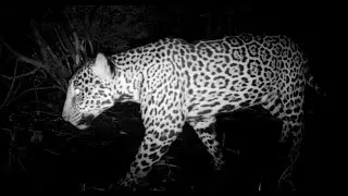 Public Participation in Wildlife Conservation in Costa Rica