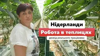 Easy Greenhouse Jobs in the Netherlands – Earn Good Salary, Free Housing