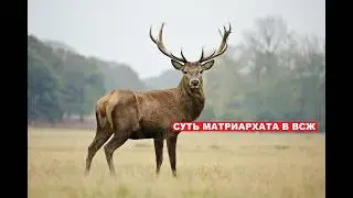 О оленях и баборабах.