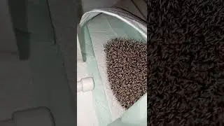 Колючка 😡😡😡