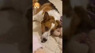 Отличие кошки и собаки чеек 🐱🐶 