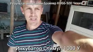 Результат инкубации бройлер КОББ-500 Чехия. Инкубатор СТИМУЛ-1000МУ. Июнь.