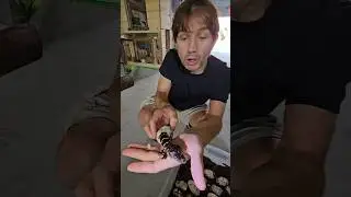 Baby Alligator Hatching! 🥚