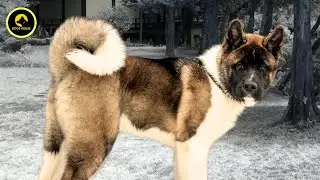 "The Ultimate Guide to Akita: Everything You Need to Know!"