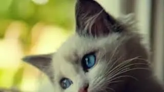 FOTO-FOTO KUCING BEREKSPRESI SEDIH