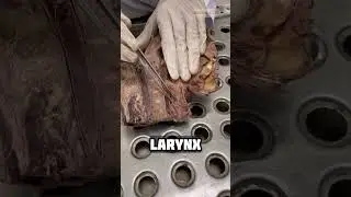 Larynx and Laryngopharynx || #mbbs #neet #viral #shorts #youtubeshorts