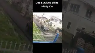 Caught on cam: Dog survives being hit by a car #shorts