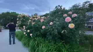 ОГРОМНЫЙ БУКЕТ ОГРОМНЫХ РОЗ У МОРЯ #розы