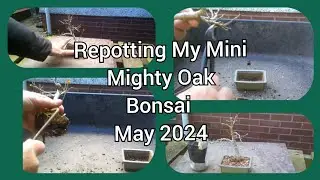 Repotting My Mighty Mini Oak Bonsai May 2024
