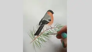 Снегирь. Рисунок.