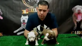 diferencias entre cachorros como elegir el mejor de la camada ?,que es el fenotipo y genotipo ?