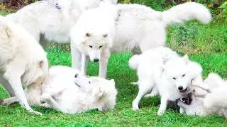 8K VIDEOS Collection of Wildlife Animals   8K VIDEO ULTRA HD   8K 120FPS