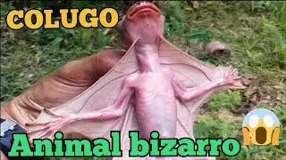 COLUGO. A STRANGE ANIMAL 😳