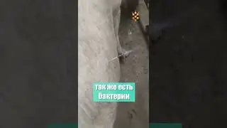 Взрывоопасные коровы