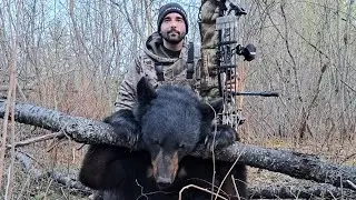 Black Bear Down on Tag #1 - Spring 2023