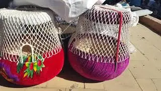 Тошкент қуш бозори - беданлар - перепела 29.08.20 Tashkent bird market