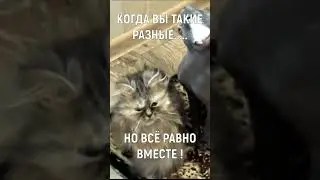 Когда вы такие разные, но всё равно вместе !  #shorts #милота #кот  #прикол #лучшее #тикток #animals