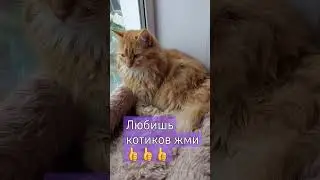 #shortc#кошка,кот