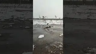 #ЛАЙКИ В РАБОТЕ#ОХОТА НА ГУСЯ 2023#КАЗАРА#