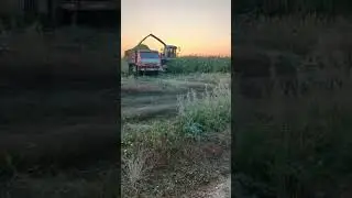 #2024 #сезон #кукуруза #силос #farming #agriculture #farm #дон680 #камаз