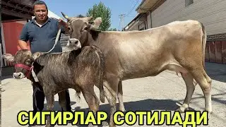 ИБРОХИМ ДАН ТОЗЗА КУЧАТ ШВЕД ОЛА РУЗГОРБОБ СИГИРЛАР СОТИЛАДИ SOTILADIGON SIGIRLAR 25 августа 2024 г