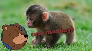 Live Dive: The Youtube Monkey Rabbit Hole