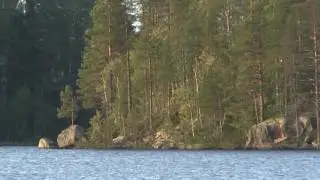 Russian Bear in Karelia