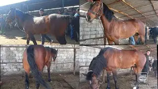 ОТ АСП ЛЕГЕНДА АСПИ ФУРУШИ ОТ БОЗОР БОЗОРИ АСП
