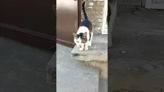Приехали Ветклтнику С тремя Котами ,а уехали уже Четверо котиков 🤗👌❤️Добро влзвращаеться ❤️