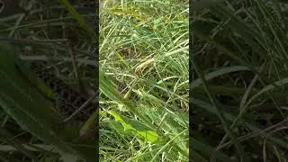 гигантская....саранча