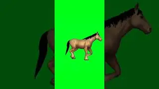 Golden horse running green screen video 