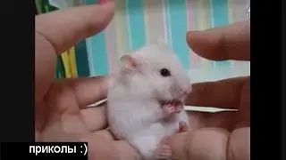 Удивленный пушистик )))